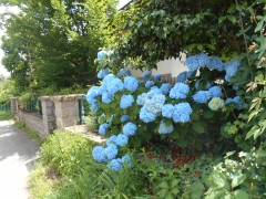 Les hortensias bleus, clin d'oeil à Monjtesquiou.JPG